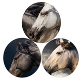 Animals, Three Running Horses 70cm x 140cm